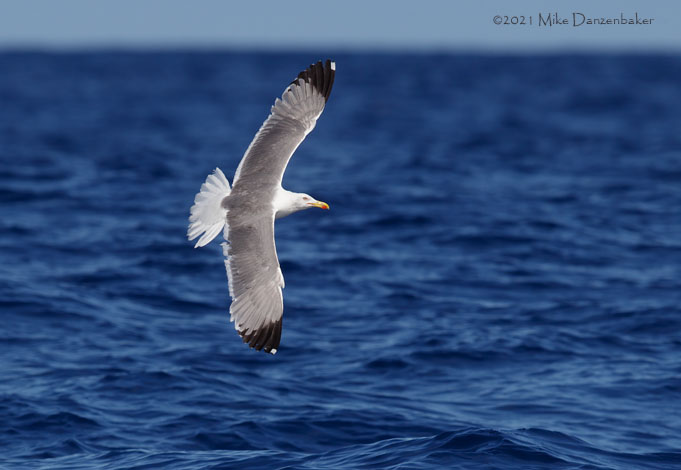 Yellow-legged Gull (Larus michahellis) photo
