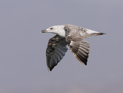 Yellow-legged Gull (Larus michahellis) photo image