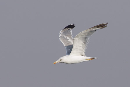 Yellow-legged Gull (Larus michahellis) photo image