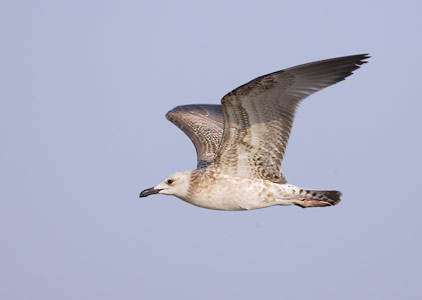Yellow-legged Gull (Larus michahellis) photo