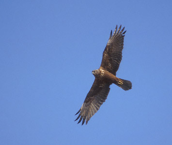 Eastern Marsh Harrier (Circus spilonotus) photo image
