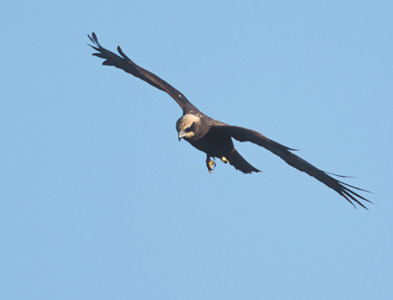 Western Marsh Harrier (Circus aeruginosus) photo image