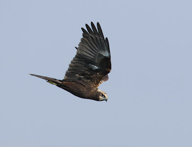 European Marsh Harrier (Circus aeruginosus) photo