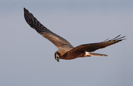 Montagu's Harrier (Circus pygargus) photo