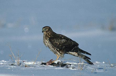 Northern Harrier (Circus cyaneus) photo image