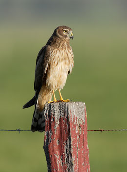 Northern Harrier (Circus cyaneus) photo