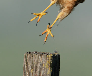 Northern Harrier (Circus cyaneus) photo image