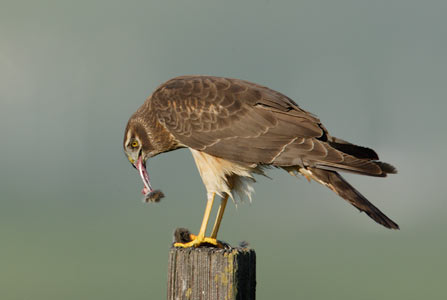 Northern Harrier (Circus cyaneus) photo image