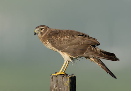 Northern Harrier (Circus cyaneus) photo image