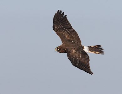Northern Harrier (Circus cyaneus) photo image