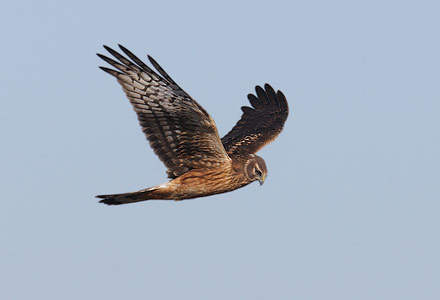 Northern Harrier (Circus cyaneus) photo image