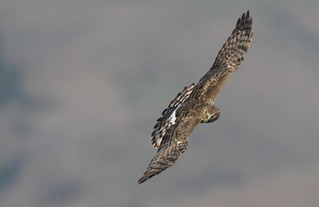 Northern Harrier (Circus cyaneus) photo