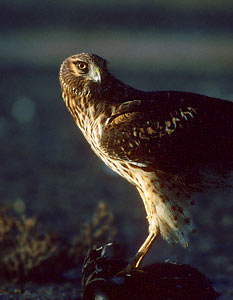 Northern Harrier (Circus cyaneus) photo image