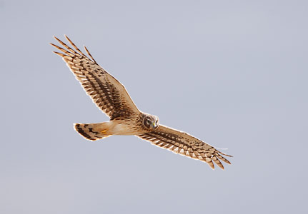 Northern Harrier (Circus cyaneus) photo image
