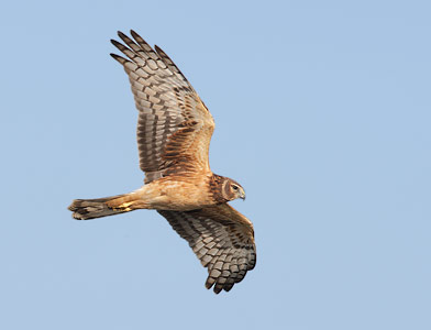 Northern Harrier (Circus cyaneus) photo image