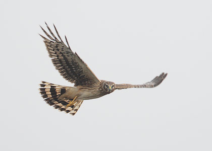 Northern Harrier (Circus cyaneus) photo image