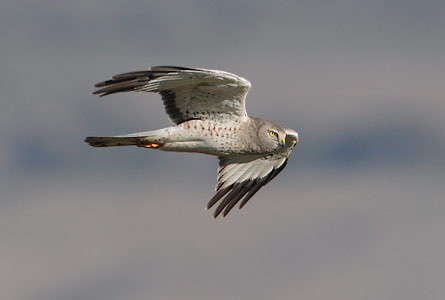 Northern Harrier (Circus cyaneus) photo