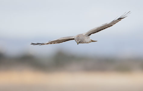 Northern Harrier (Circus cyaneus) photo