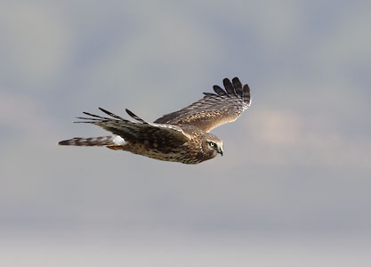 Northern (Hen) Harrier (Circus cyaneus) photo
