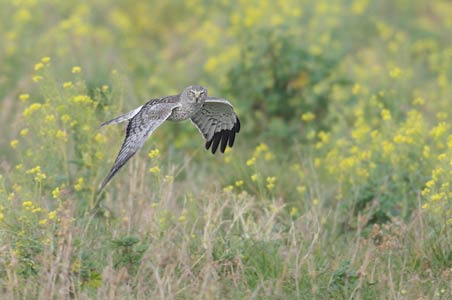 Northern Harrier (Circus cyaneus) photo