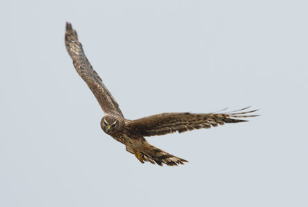 Northern Harrier (Circus cyaneus) photo image
