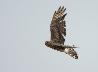 Northern Harrier (Circus cyaneus) photo image