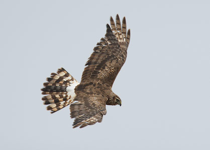 Northern Harrier (Circus cyaneus) photo image