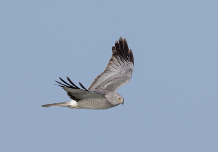 Northern Harrier (Circus cyaneus) photo image
