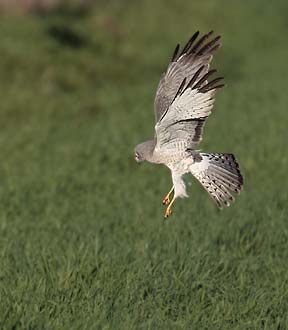 Northern Harrier (Circus cyaneus) photo image