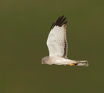 Northern Harrier (Circus cyaneus) photo image