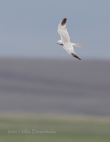 Pallid Harrier (Circus macrourus) photo image