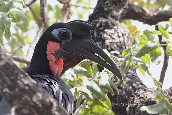 Abyssinian Ground Hornbill (Bucorvus abyssinicus) photo image