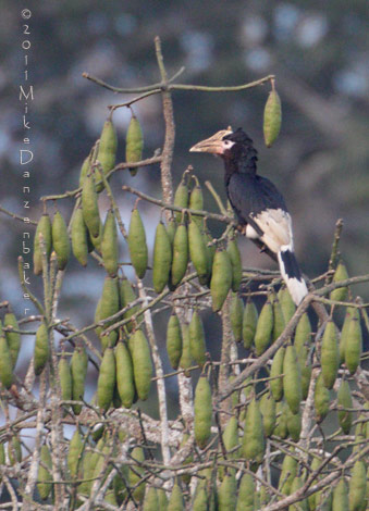 Brown-cheeked Hornbill (Bycanistes cylindricus) photo