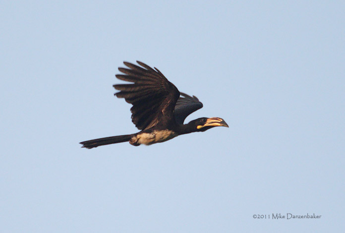 African Pied Hornbill (Tockus fasciatus) photo