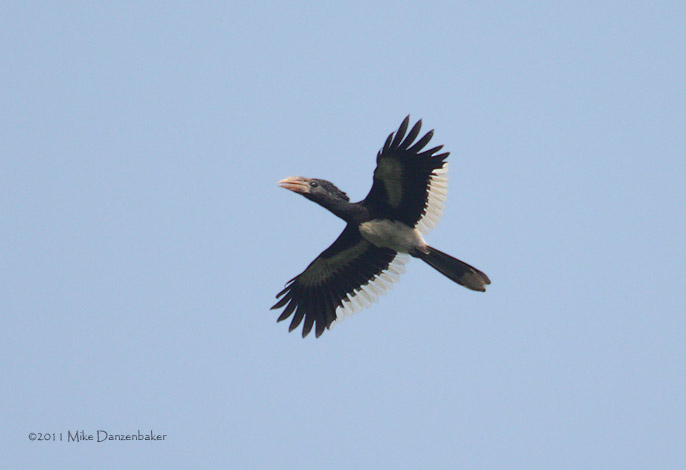 Piping Hornbill (Bycanistes fistulator) photo image