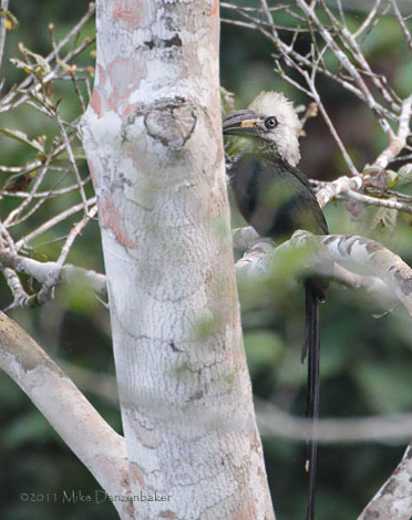 White-crested Hornbill (Tropicranus albocristatus) photo