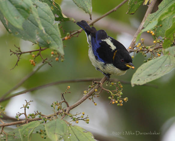 Golden-collared Honeycreeper (Iridophanes pulcherrimus) photo