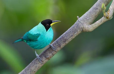 Green Honeycreeper (Chlorophanes spiza) photo image