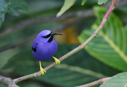 Purple Honeycreeper (Cyanerpes caeruleus) photo image