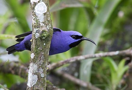 Purple Honeycreeper (Cyanerpes caeruleus) photo image
