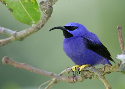 Purple Honeycreeper (Cyanerpes caeruleus) photo image