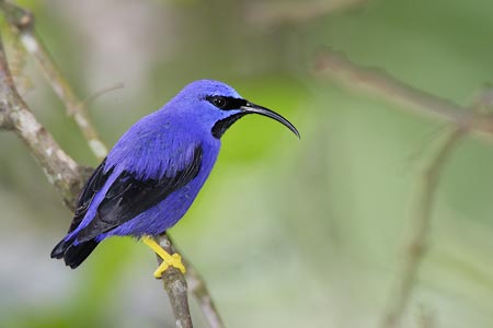 Purple Honeycreeper (Cyanerpes caeruleus) photo image