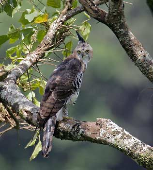 Ornate Hawk-Eagle (Spizaetus ornatus) photo image