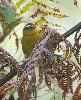Black-capped Hemispingus (Hemispingus atropileus) photo image