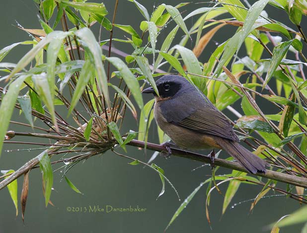 Black-eared Hemispingus (Hemispingus melanotis) photo