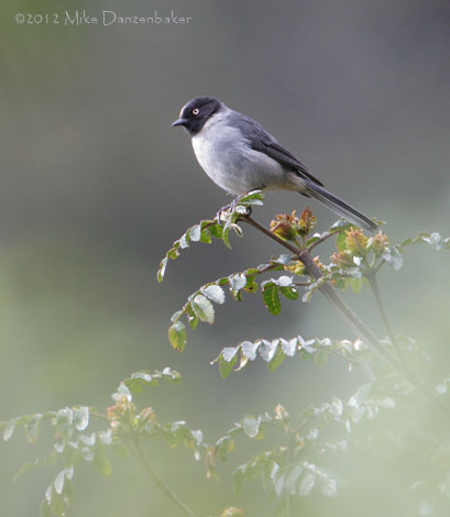 Black-headed Hemispingus (Hemispingus verticalis) photo image