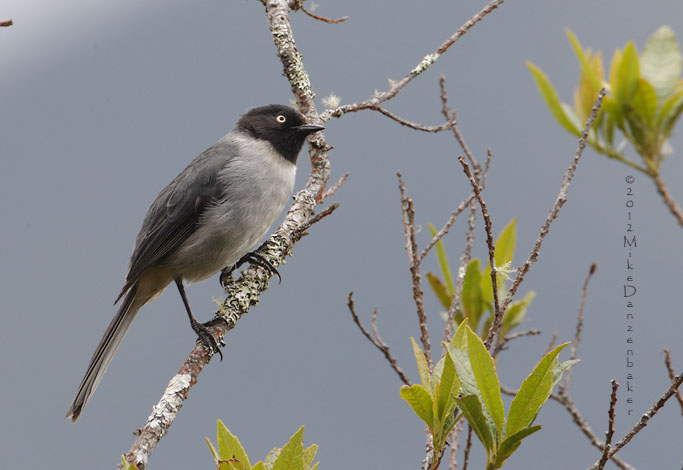 Black-headed Hemispingus (Hemispingus verticalis) photo image