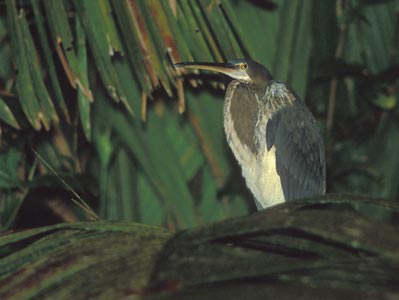 Agami Heron (Agamia agami) photo