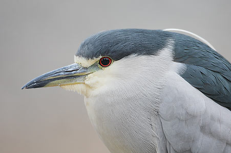 Black-crowned Night Heron (Nycticorax nycticorax) photo image