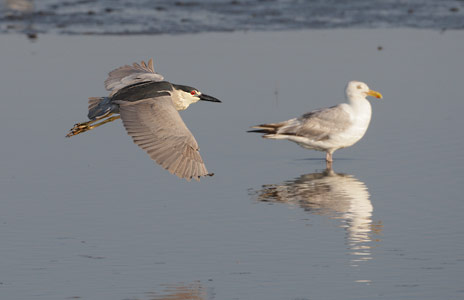 Black-crowned Night Heron (Nycticorax nycticorax) photo image